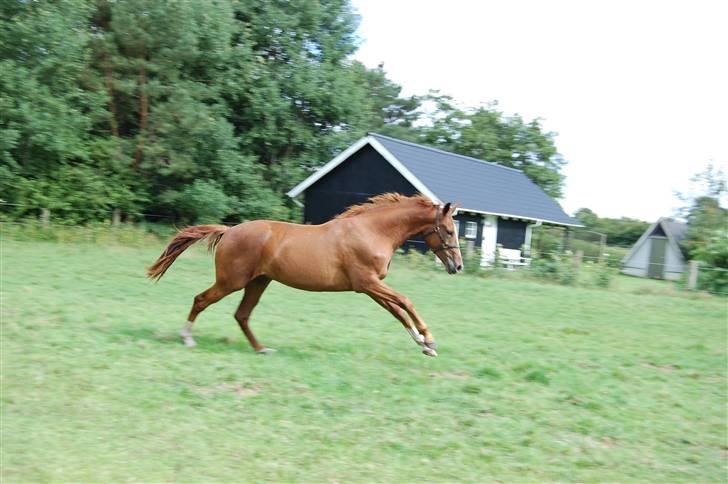 Dansk Varmblod De Lupino billede 18