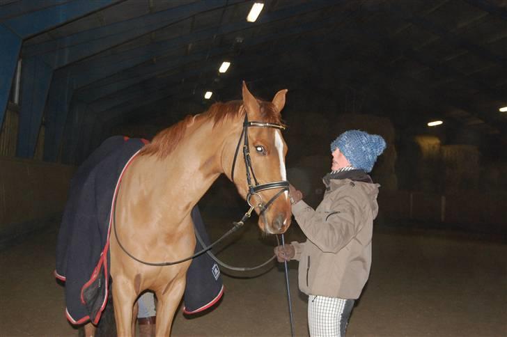 Dansk Varmblod De Lupino billede 19