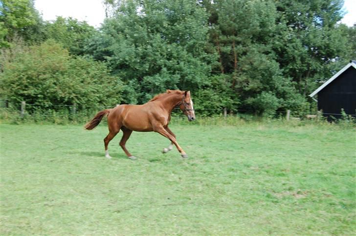 Dansk Varmblod De Lupino billede 20