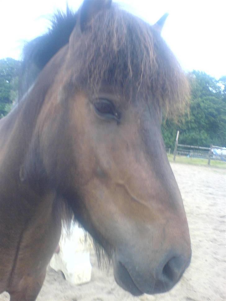 Islænder Jarpur billede 13