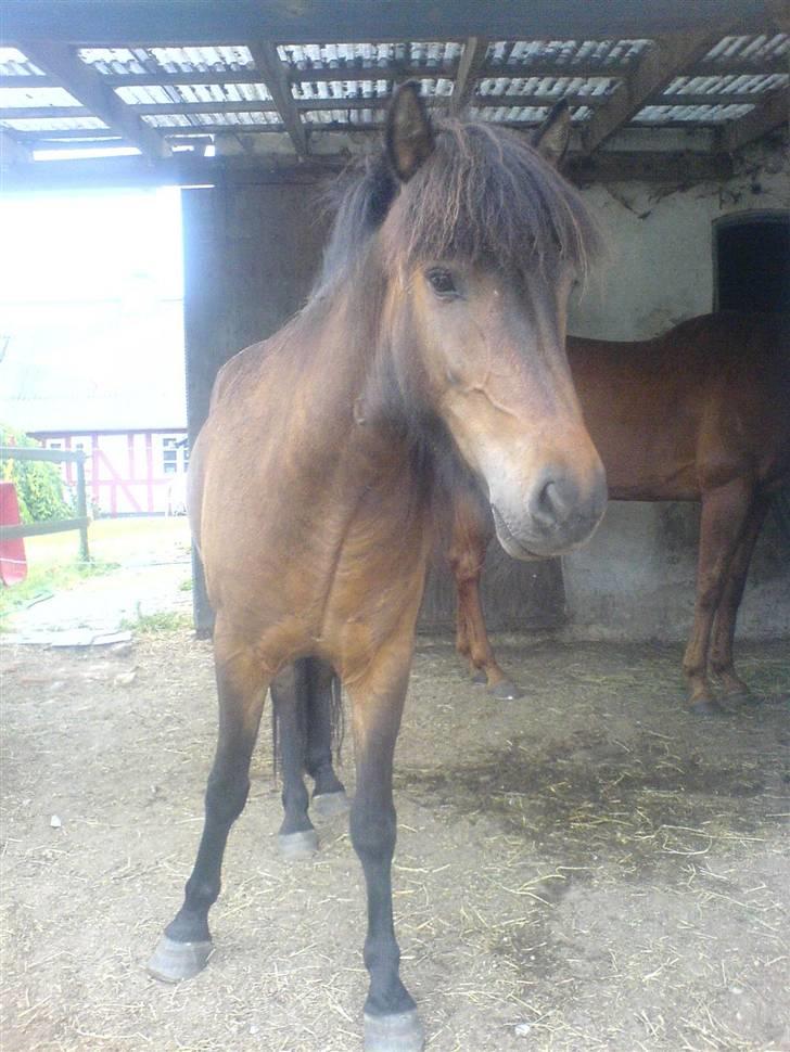 Islænder Jarpur billede 14