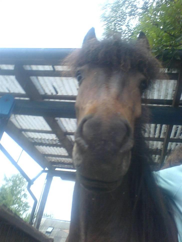 Islænder Jarpur billede 15