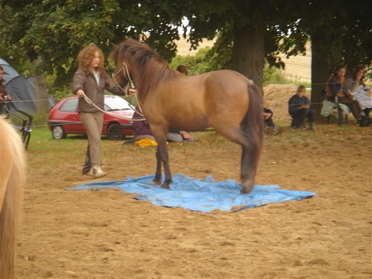 Islænder Jarpur billede 16