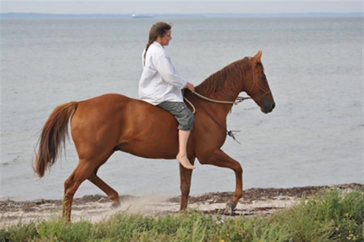 Fuldblod (XX) Mayday - prof. fotograf: Jane Pedersen billede 7