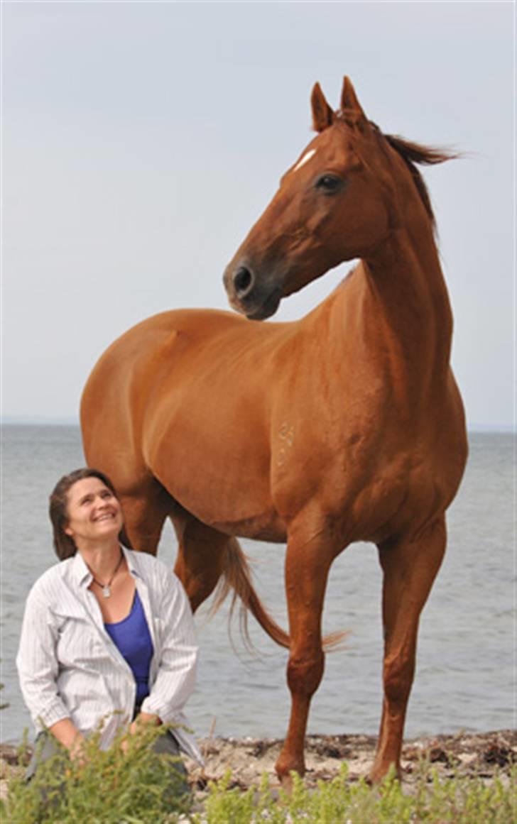 Fuldblod (XX) Mayday - prof. fotograf: Jane Pedersen billede 9