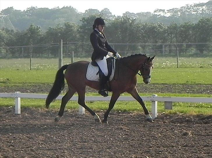 New Forest Stabygårds Casper (solgt) :( - Foto: Trine C. Elvik billede 9