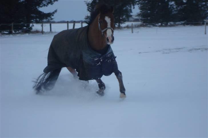 New Forest Stabygårds Casper (solgt) :( billede 11