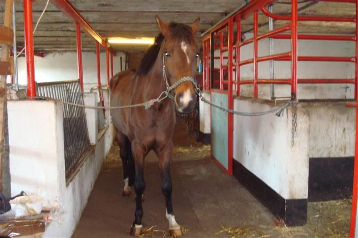 DSP Camerun (solgt) billede 2