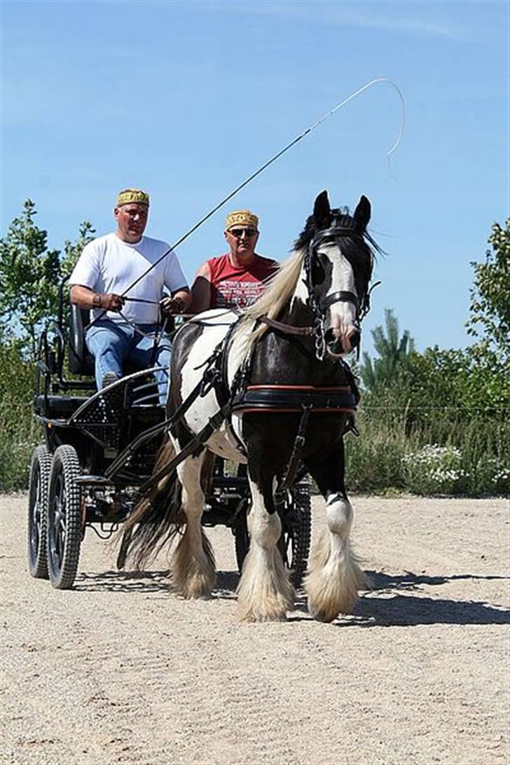 Irish Cob Moustafar Van Boeregemvel - kalotter passer til navnet;-) billede 2