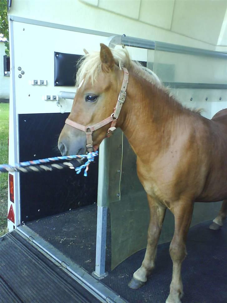 Anden særlig race Hubert *RIP* - Lille Hubse på vej ud af traileren, ankomst til hans nye hjem (: billede 2