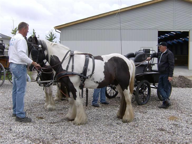 Irish Cob Moustafar Van Boeregemvel - så er det tid til 2-spand med Zafir d.12/8-08 billede 3