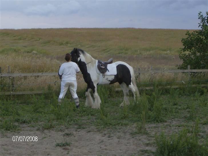 Irish Cob Moustafar Van Boeregemvel billede 4