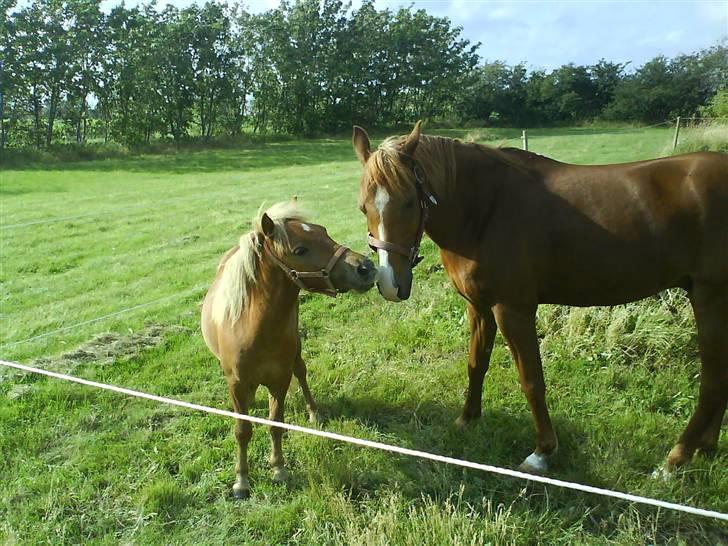 Anden særlig race Hubert *RIP* - Hubse ´& Polle møder hinanden for første gang <3 billede 3