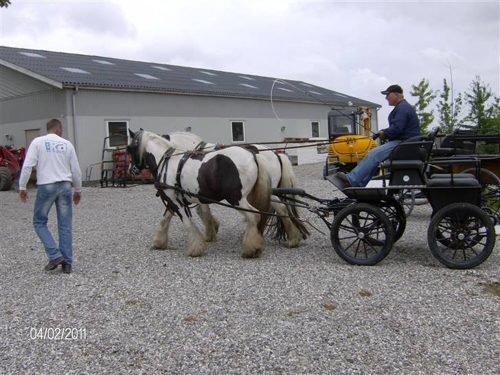 Irish Cob Moustafar Van Boeregemvel - 2. gang med Zafir d.12/8-08 billede 5