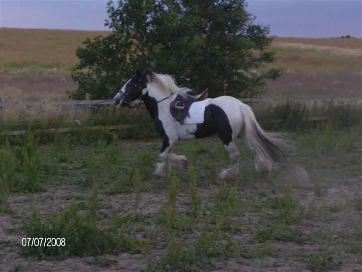Irish Cob Moustafar Van Boeregemvel billede 6