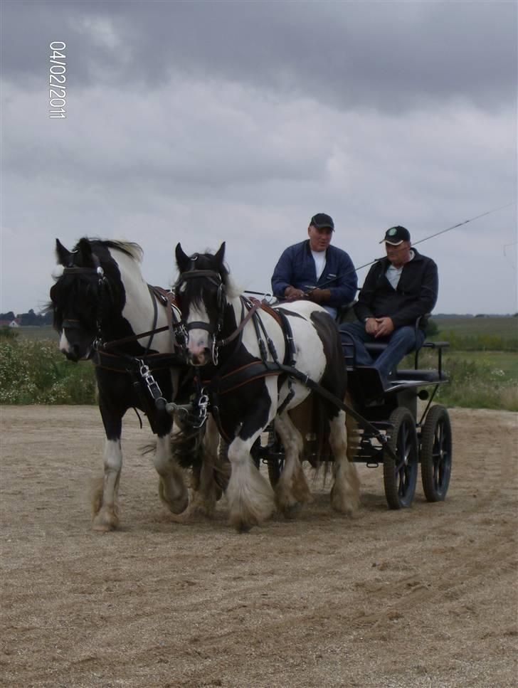Irish Cob Moustafar Van Boeregemvel - smukt par d.12/8-08 billede 7