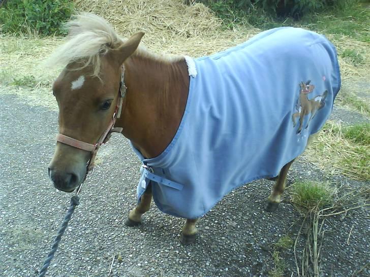 Anden særlig race Hubert *RIP* - Hubse med hans nye tæppe som stadig er lidt for stor (: Det er første gang han har dækken på.. billede 4