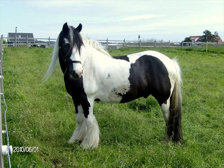 Irish Cob Moustafar Van Boeregemvel - 1/6 2010: Smuk??? Ja bestemt :-) billede 8