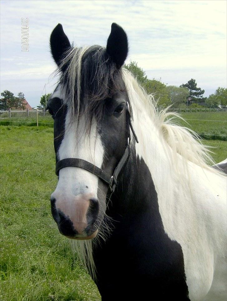 Irish Cob Moustafar Van Boeregemvel - Dejlige dreng billede 9
