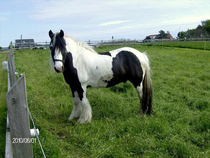 Irish Cob Moustafar Van Boeregemvel - Har efterhånden fået noget fylde:-) billede 10