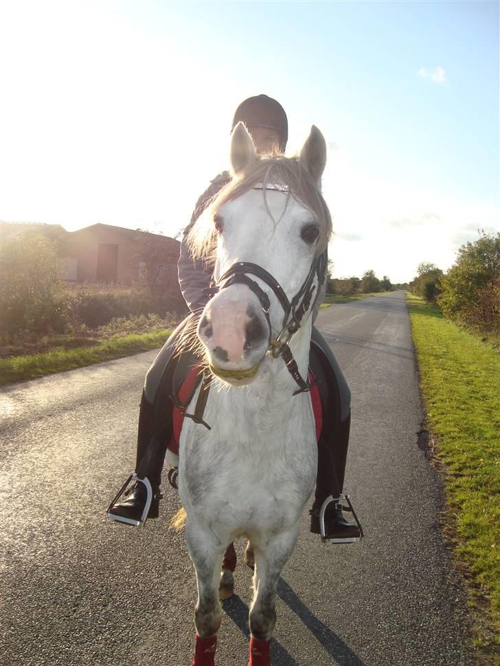 Anden særlig race Stabygårds Atilla (solgt)  R.I.P :( billede 15