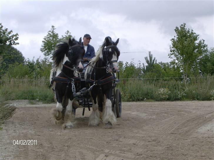 Irish Cob Moustafar Van Boeregemvel billede 11