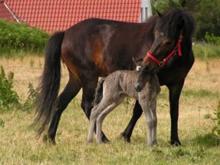 Islænder Máni fra Klovnhøj - Velkommen til Mánis profil. Dette billede er taget 14.06.08 (dagen efter hans fødsel) hvor han står med hans mor billede 1