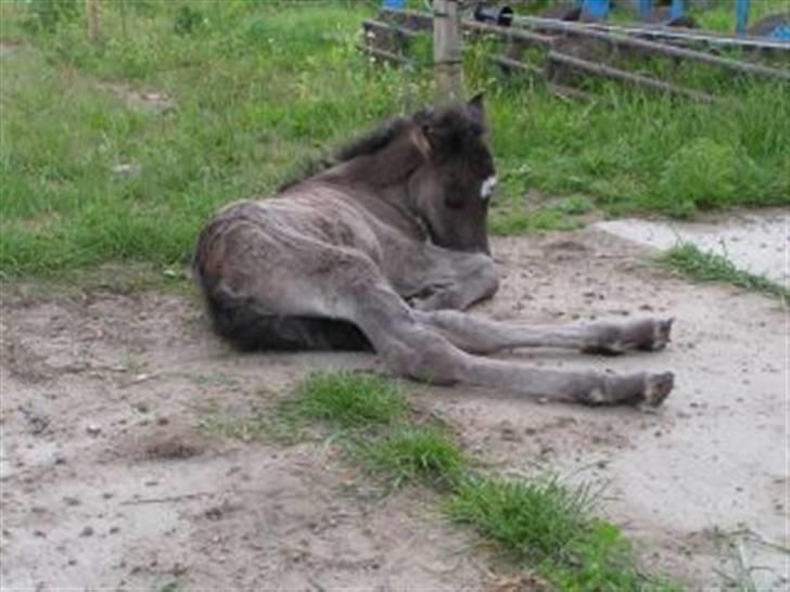 Islænder Máni fra Klovnhøj - Lille Máni <3 billede 2