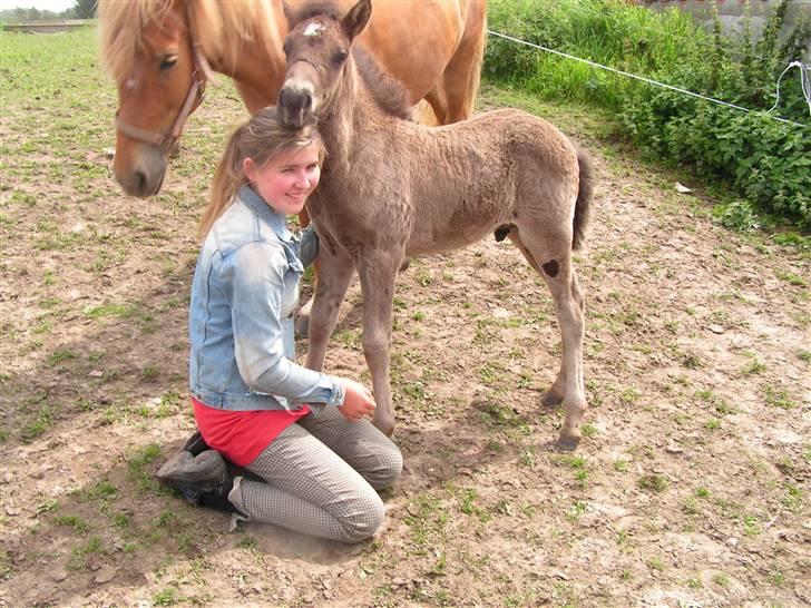 Islænder Máni fra Klovnhøj billede 3