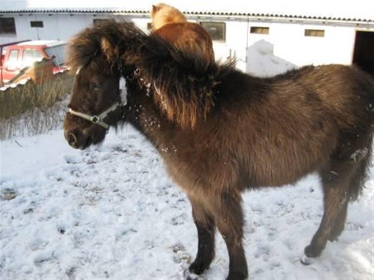 Islænder Máni fra Klovnhøj - vinteren 09 billede 4