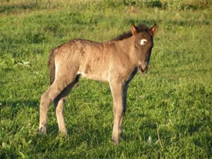 Islænder Máni fra Klovnhøj - En uge gammel<3 billede 5