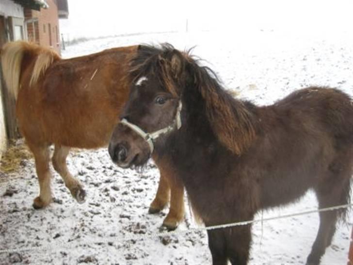 Islænder Máni fra Klovnhøj - vinteren 09 billede 6