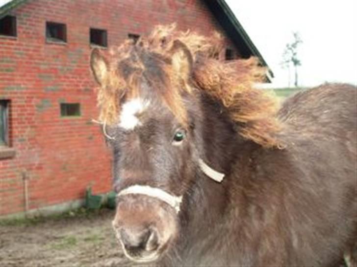 Islænder Máni fra Klovnhøj - november 08 billede 8