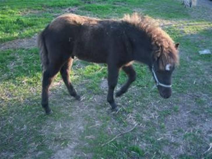 Islænder Máni fra Klovnhøj - oktober 08 billede 9