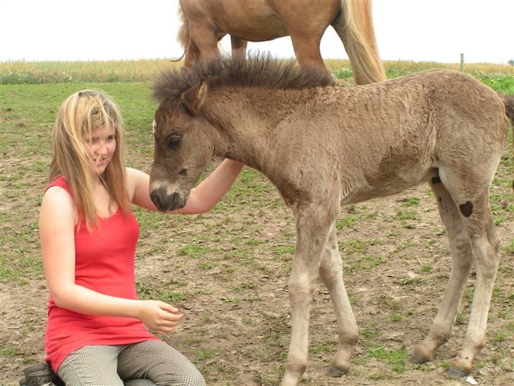 Islænder Máni fra Klovnhøj billede 10