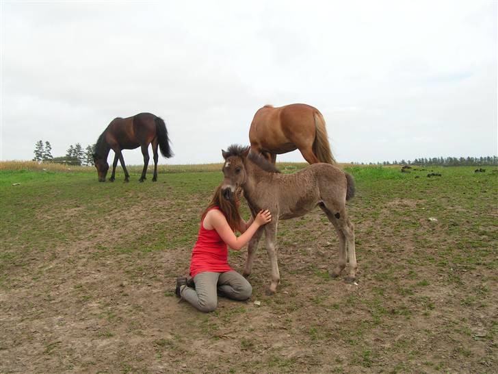 Islænder Máni fra Klovnhøj billede 11