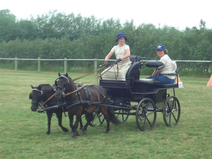 Shetlænder Hans. billede 13