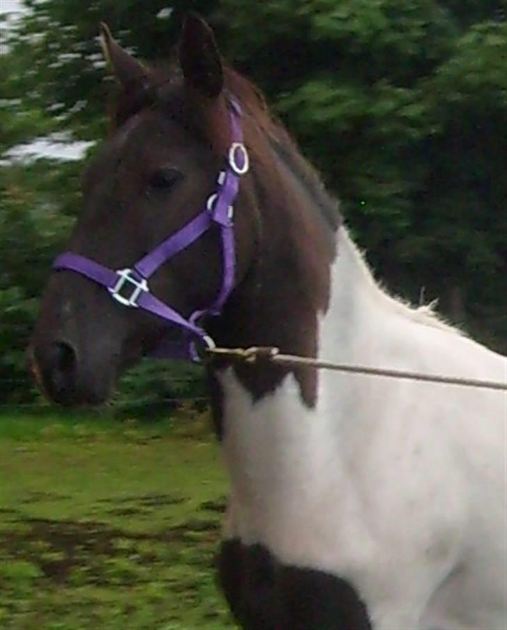 Pinto Delight  *død* - d.21 juli 2008  foto : Charlotte billede 1