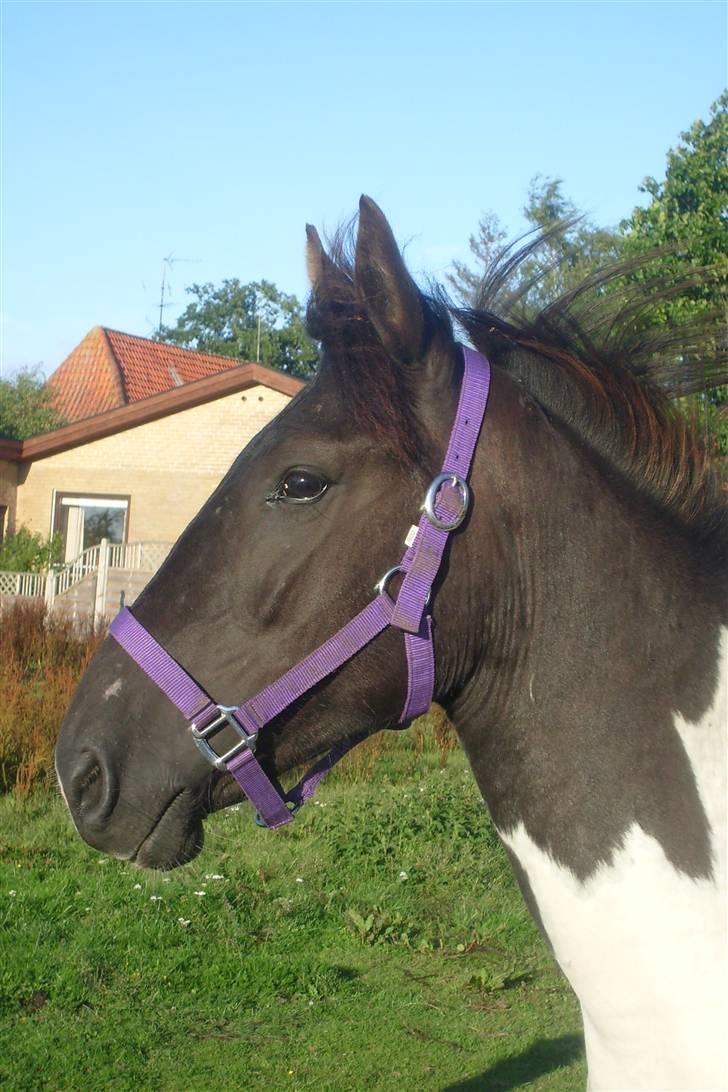 Pinto Delight  *død* - d.21 juli 2008 xD     Foto: Charlotte billede 2