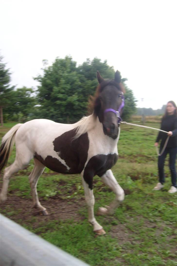 Pinto Delight  *død* - Bøhh xD. lige da han kom hjem xD ..   19 juli 2008           Foto: Charlotte billede 4