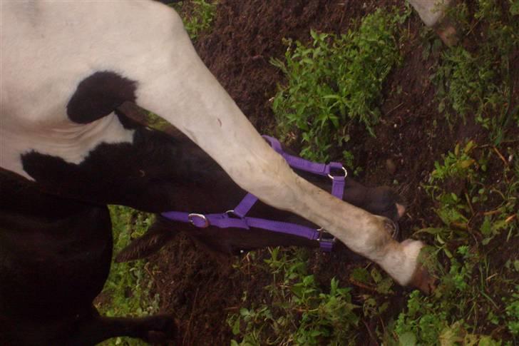 Pinto Delight  *død* - d.20 juli 2008                       Foto: Charlotte billede 5