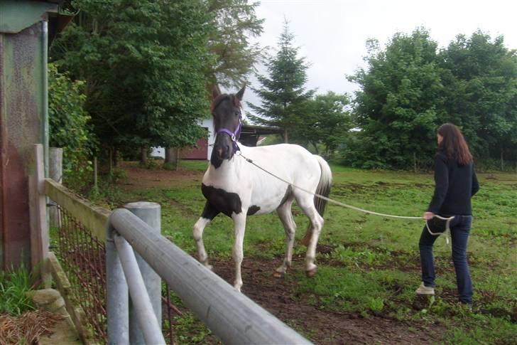 Pinto Delight  *død* - Lige da han kom hjem xD ..  Han ser lidt sjov ud der hehe  ..   d.19 juli 2008          Foto: Charlotte     billede 6