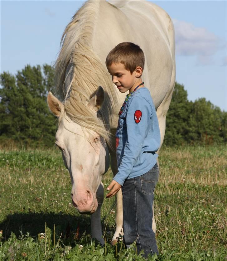 Palomino Mr. Blue Eyes billede 15