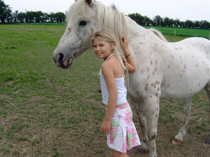 Knabstrupper Pippi - pippi billede 3