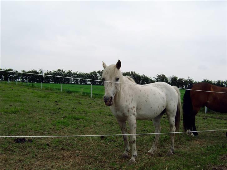 Knabstrupper Pippi - Pipsen billede 4