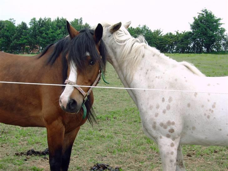 Knabstrupper Pippi - Pippi og nevada Hygger sig billede 5