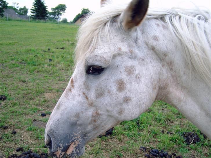 Knabstrupper Pippi - Pippi hygger billede 6