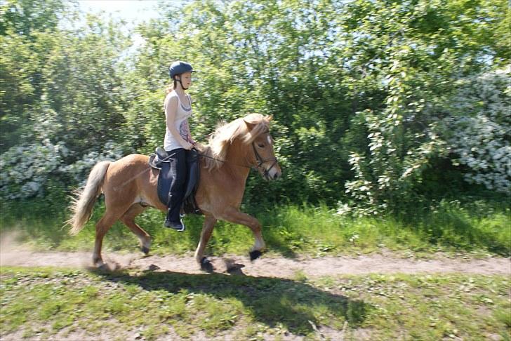 Islænder Demantur fra Nr. Tolstrup - Min lille diamant i trav. Foto: Juni 2010. billede 2