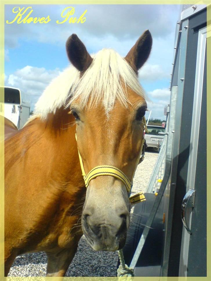 Haflinger kløv´s puk  billede 1