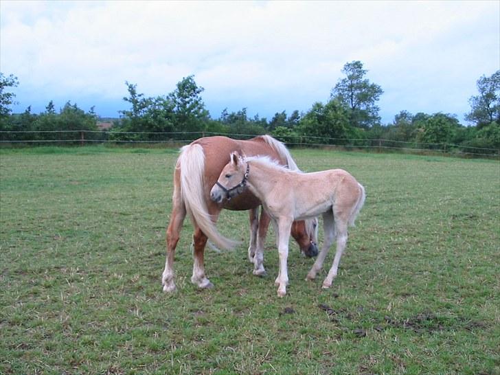 Haflinger kløv´s puk  - smukke Puk med føl tilbage i 2004 (ved  gamle ejer)  billede 2
